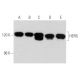western blotting image from recommended HERG (F-12) monoclonal antibody replacement. Image 356642
