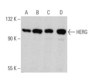 HERG Antibody (F-12) - Western Blotting - Image 360591