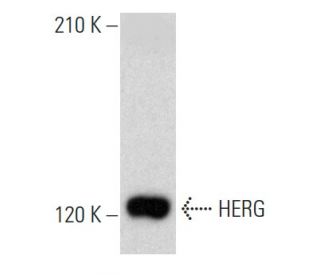 HERG Antibody (F-3) - Western Blotting - Image 353670