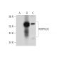 HERPUD2 Antibody (D-12) - Western Blotting - Image 305834