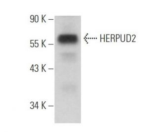 HERPUD2 Antibody (D-12) - Western Blotting - Image 373289 