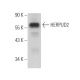 HERPUD2 Antibody (D-12) - Western Blotting - Image 373289 