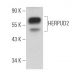 HERPUD2 Antibody (D-12) - Western Blotting - Image 373290 