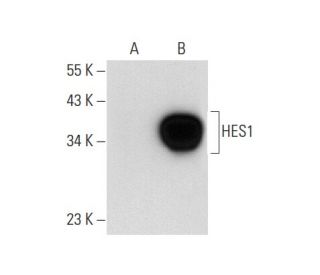 HES1 Antibody (A-12) - Western Blotting - Image 72900 