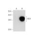 HES1 Antibody (A-12) - Western Blotting - Image 72900 