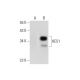 HES1 Antibody (A-12) - Western Blotting - Image 72902