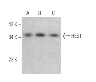 HES1 Antibody (F-10) - Western Blotting - Image 375156 