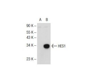 HES1 Antibody (E-5) - Western Blotting - Image 73059 