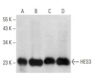 HES3 Antibody (B-12) - Western Blotting - Image 15006