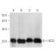 HES3 Antibody (B-12) - Western Blotting - Image 15006