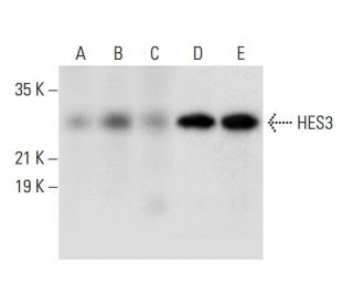 HES3 Antibody (B-6) - Western Blotting - Image 308015 
