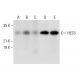 HES3 Antibody (B-6) - Western Blotting - Image 308015 