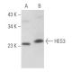 HES3 Antibody (B-6) - Western Blotting - Image 356149