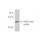 HES5 Antibody (3B6) - Western Blotting - Image 350368