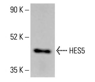 HES5 Antibody (3B6) - Western Blotting - Image 414191 