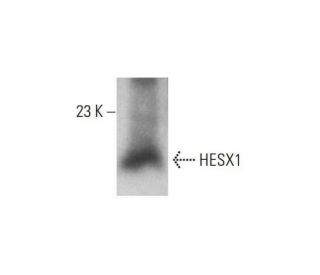 HESX1 Antibody (G-10) - Western Blotting - Image 348593