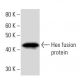 Hex Antibody (HHE5I261) - Western Blotting - Image 16891