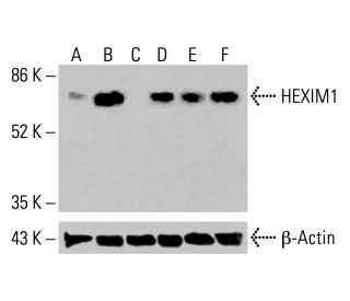 HEXIM1 Antibody (G-10) - Western Blotting - Image 415468