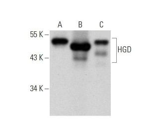 HGD Antibody (C-5) - Western Blotting - Image 353424 