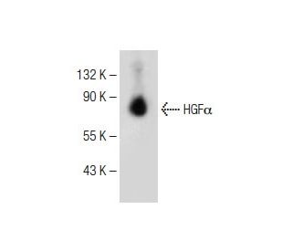 HGFα Antibody (H-10) - Western Blotting - Image 150524