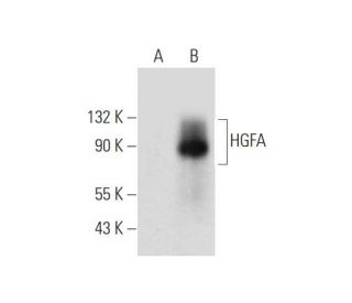 western blotting image from recommended HGFA (B-6) monoclonal antibody replacement. Image 344152