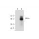 western blotting image from recommended HGFA (B-6) monoclonal antibody replacement. Image 344152