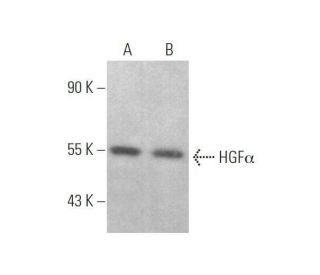western blotting image from recommended HGF&alpha; (H-10) monoclonal antibody replacement. Image 353344