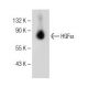 HGFα Antibody (H-10) - Western Blotting - Image 150524