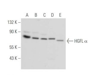 western blotting image from recommended HGFL &alpha; (57J13) monoclonal antibody replacement. Image 334110