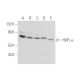 western blotting image from recommended HGFL α (57J13) monoclonal antibody replacement. Image 334110