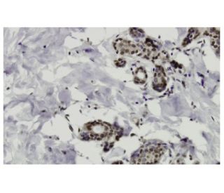 HGK Antibody (5-12) - Immunohistochemistry - Image 36027 