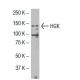 HGK Antibody (5-12) - Western Blotting - Image 33817