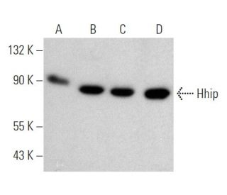 Hhip Antibody (5D11) - Western Blotting - Image 368241 