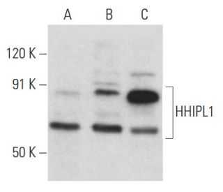 HHIPL1 Antibody (H-11) - Western Blotting - Image 353740