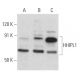 HHIPL1 Antibody (H-11) - Western Blotting - Image 353740