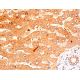 HIBCH Antibody (E-11) - Immunohistochemistry - Image 411709 