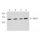 HIBCH Antibody (E-11) - Western Blotting - Image 345983 