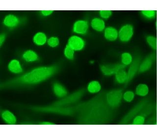 THP 1ml リキッド CBP CBD CBN THXE CRDH THP 1ml リキッド CBP CNP CBD CBN CBG THXE #1