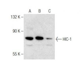 HIC-1 Antibody (H-6) - Western Blotting - Image 283511