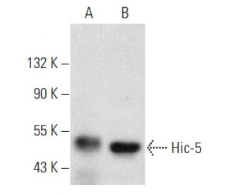 Hic-5 Antibody (F-6) - Western Blotting - Image 354404 
