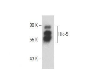 Hic-5 Antibody (H-1) - Western Blotting - Image 133986 