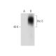 Hic-5 Antibody (H-1) - Western Blotting - Image 133984