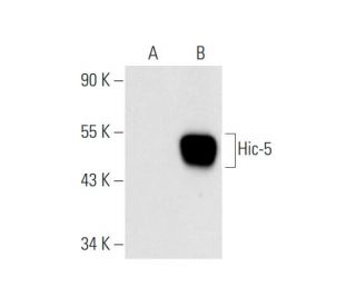 Hic-5 Antibody (F-6) - Western Blotting - Image 56576