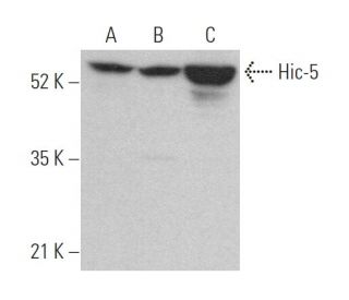 Hic-5 Antibody (C-6) - Western Blotting - Image 371529