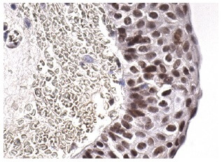 HIF1a Antibody (28b) | SCBT - Santa Cruz Biotechnology