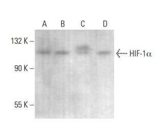 HIF1a Antibody (3C144) - Western Blotting - Image 379687