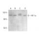 HIF1a Antibody (3C144) - Western Blotting - Image 379687
