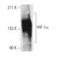 HIF1a Antibody (H1α 67) - Western Blotting - Image 12974 