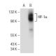 HIF1a Antibody (H1α 67) - Western Blotting - Image 146311 