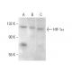 HIF1a Antibody (H1α 67) - Western Blotting - Image 379686